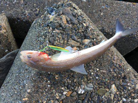 サゴシからツバスへ